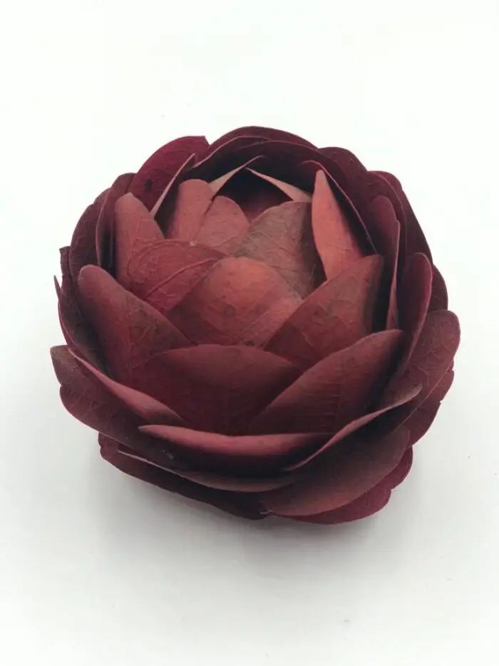 Rosa Folhas Secas Desidratadas Grande - Imagem 1