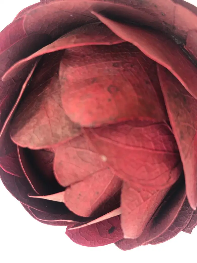 Rosa Folhas Secas Desidratadas Pequena - Imagem 2